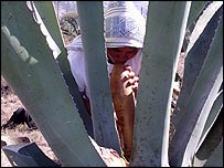 Felipa Peres Angeles sucks the liquid from a maguey cactus for fermenting into pulque